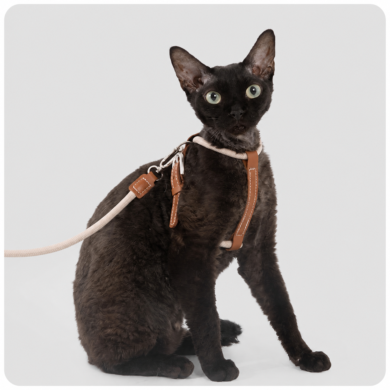 HiDREAM X-Shape Cat Harness & Leash — Escape-Proof, 33g