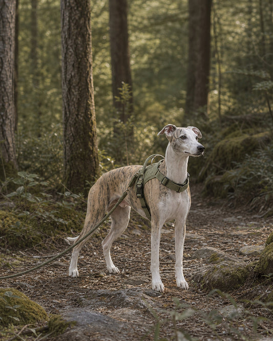 How to Choose the Right Dog Leash: Slip Lead vs. Standard Leash Explained
