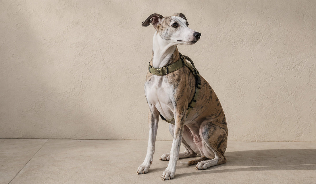 Dog Harness FAQ: 10 Most Common Questions Answered