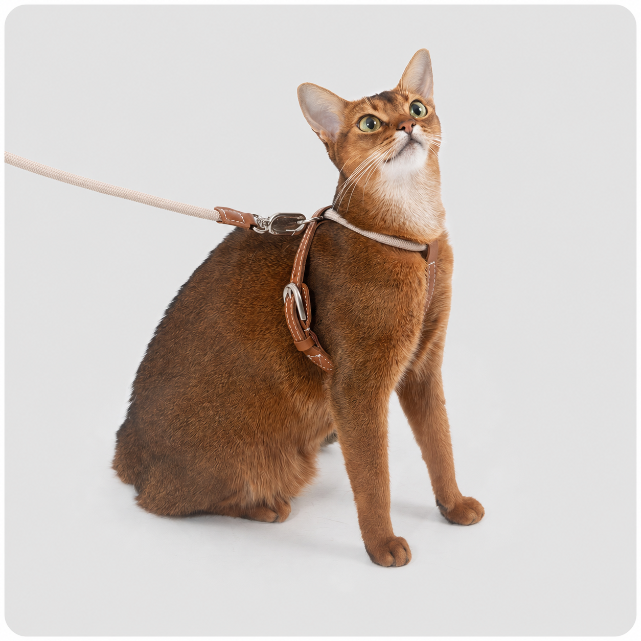 HiDREAM X-Shape Cat Harness & Leash Set | Escape-Proof, Lightweight 33g with Leather Buckle