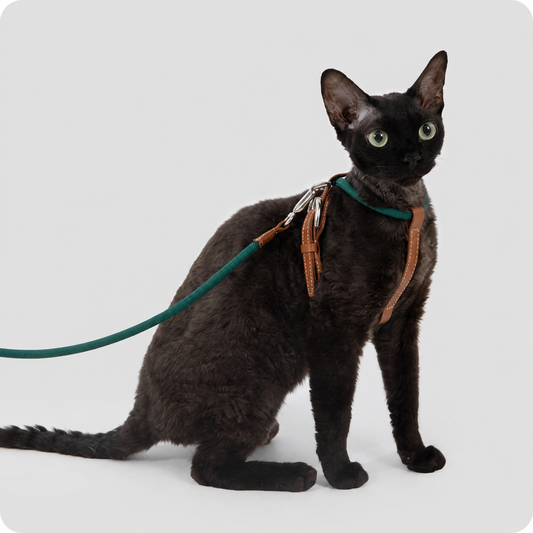 HiDREAM X-Shape Cat Harness & Leash — Escape-Proof, 33g