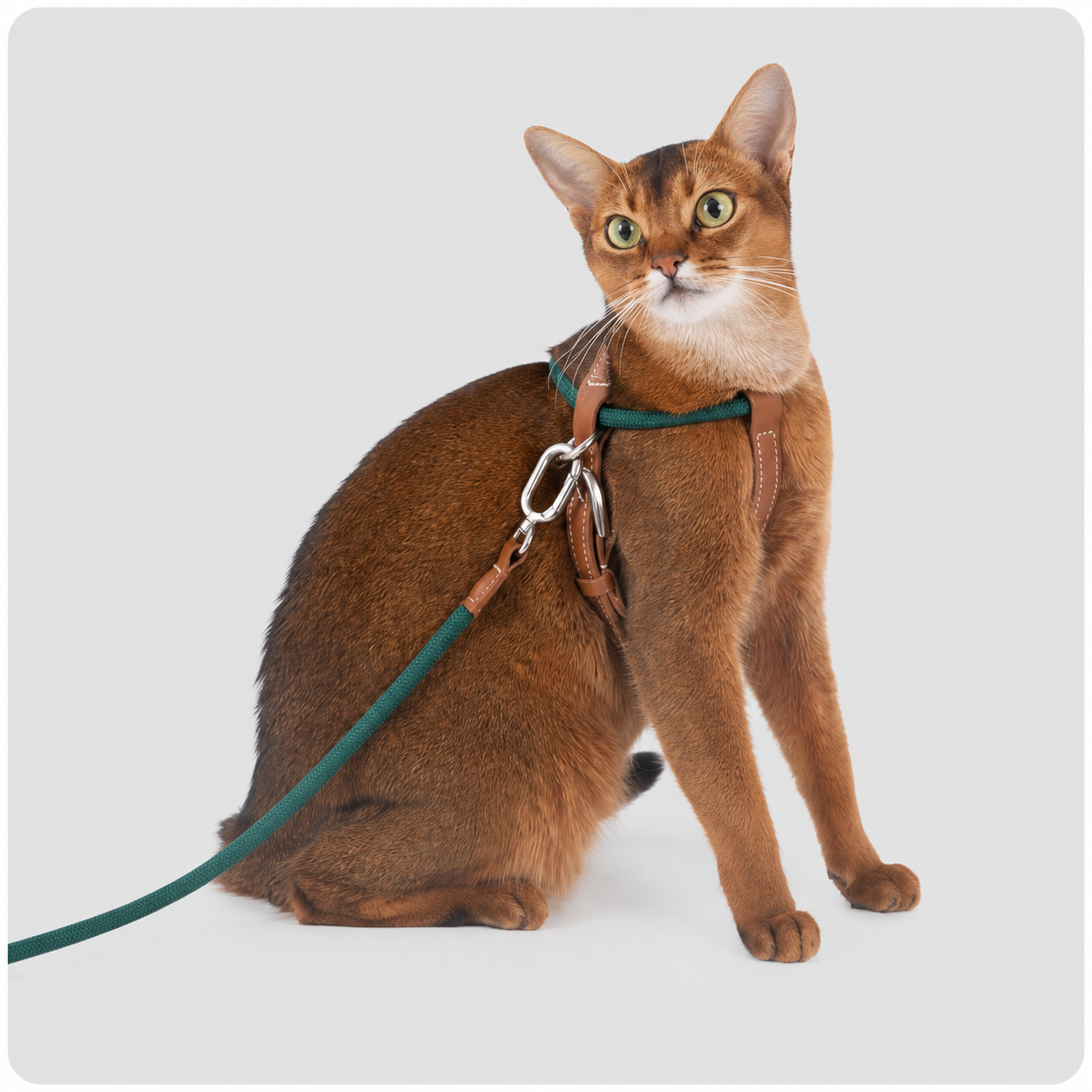 HiDREAM X-Shape Cat Harness & Leash Set | Escape-Proof, Lightweight 33g with Leather Buckle