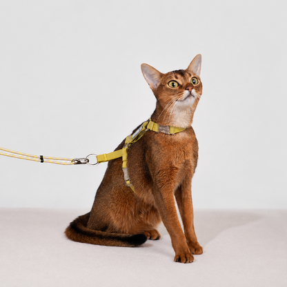 HiDREAM Bobo Free-Explore Cat Harness & Leash Set