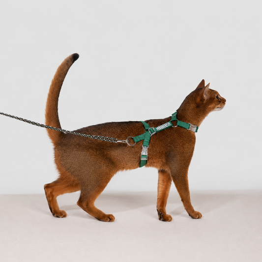 HiDREAM Bobo Free-Explore Cat Harness & Leash Set